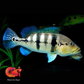 Azul Peacock Bass Size 3.5”-4”